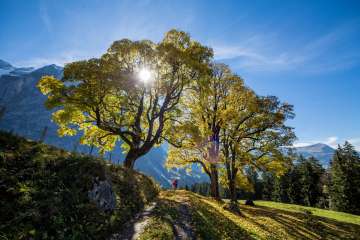 Goldgelb gefärbte Laubbäume säumen einen Weg oberhalb von Grindelwald. Die tief stehende Sonne scheint durch die Baumkronen und wirft lange Schatten über die herbstliche Wiese.