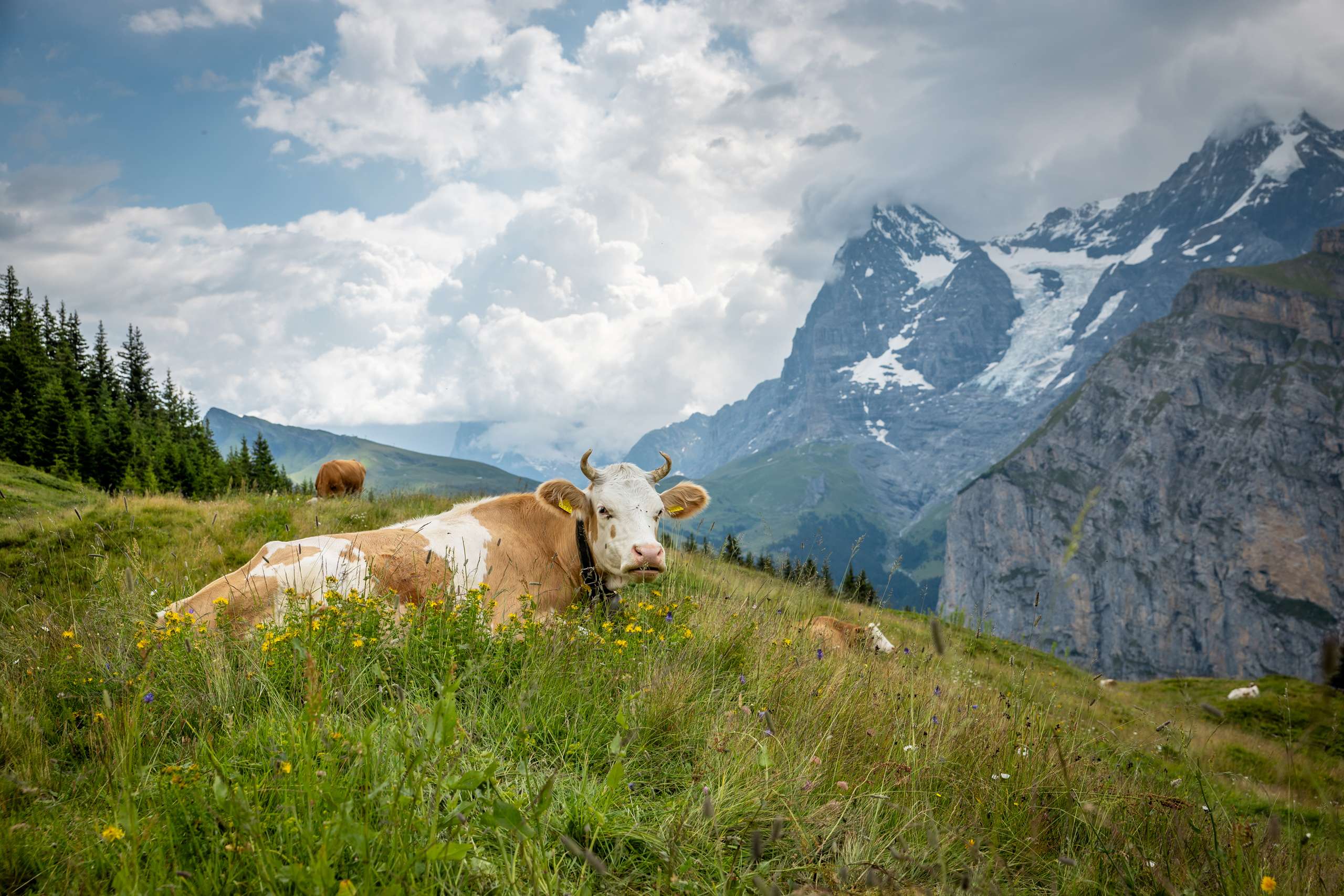 Cow lying in the Mürren area with the Eiger in the background and a cloudy sky.