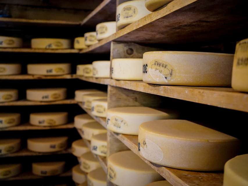 Cheese, cheese - and more cheese