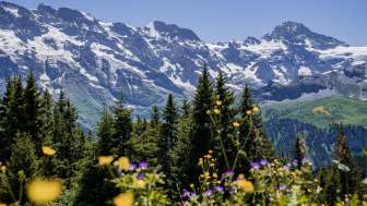 Randonnée à la découverte des plantes aromatiques et observation de la faune sauvage